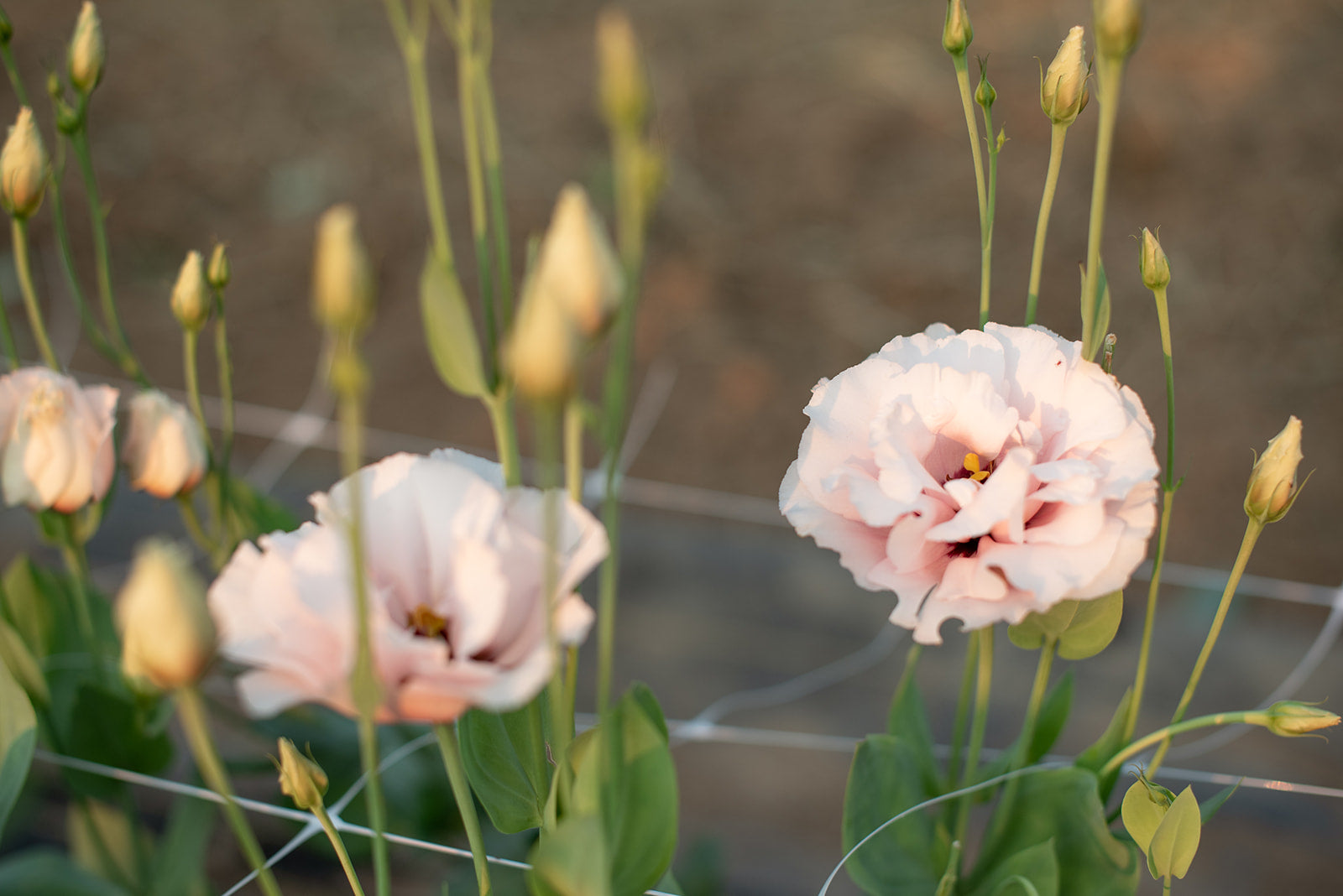 Flower Focus: Lisianthus  Hidden Springs Flowers