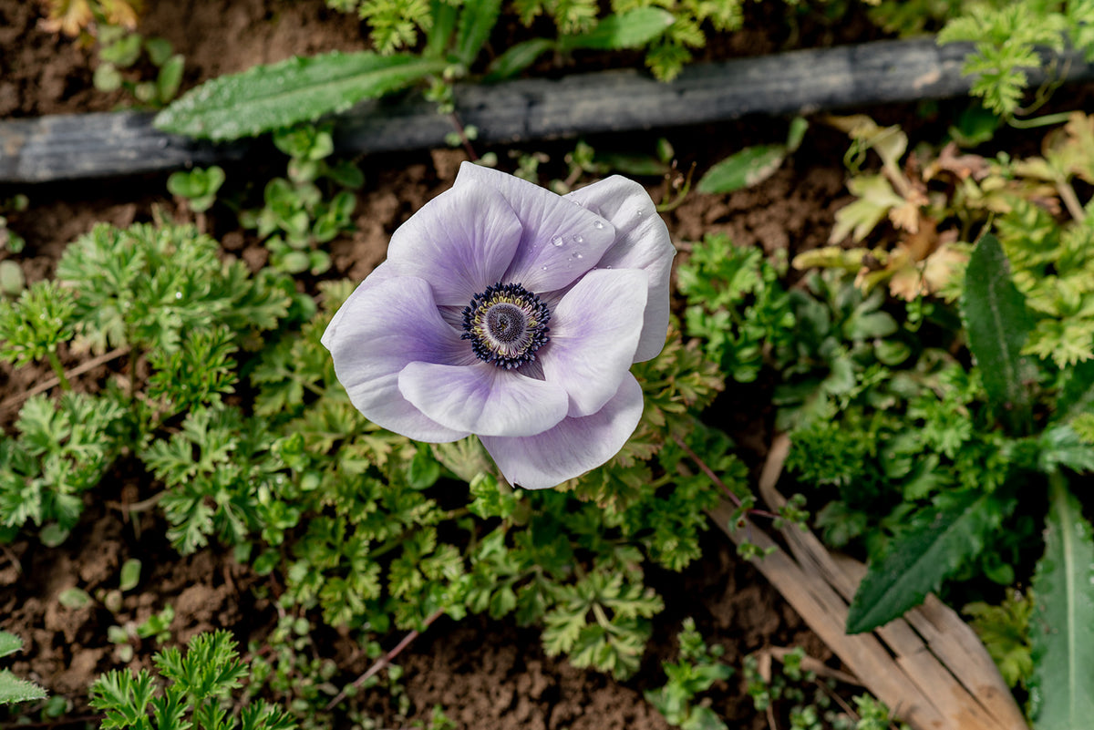 crocus plants uk Crocus Botanical Mixed Colours - DutchGrown™