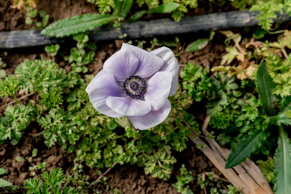 All About Spring Corms: Anemone & Ranunculus