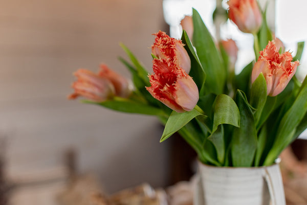 Tulips at Home