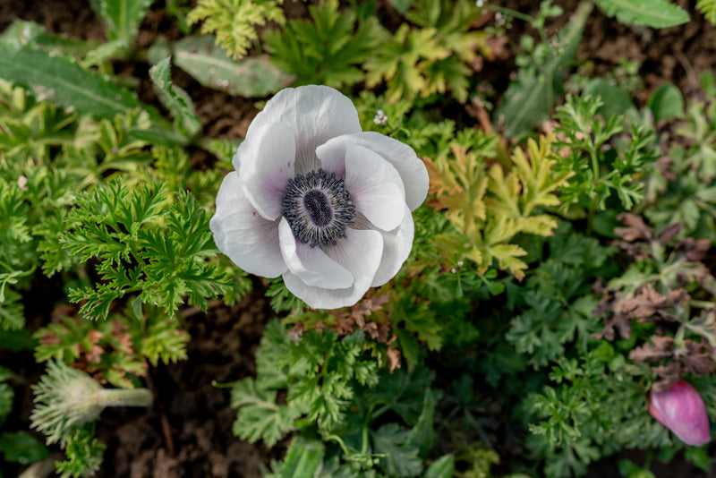 Anemone Corms