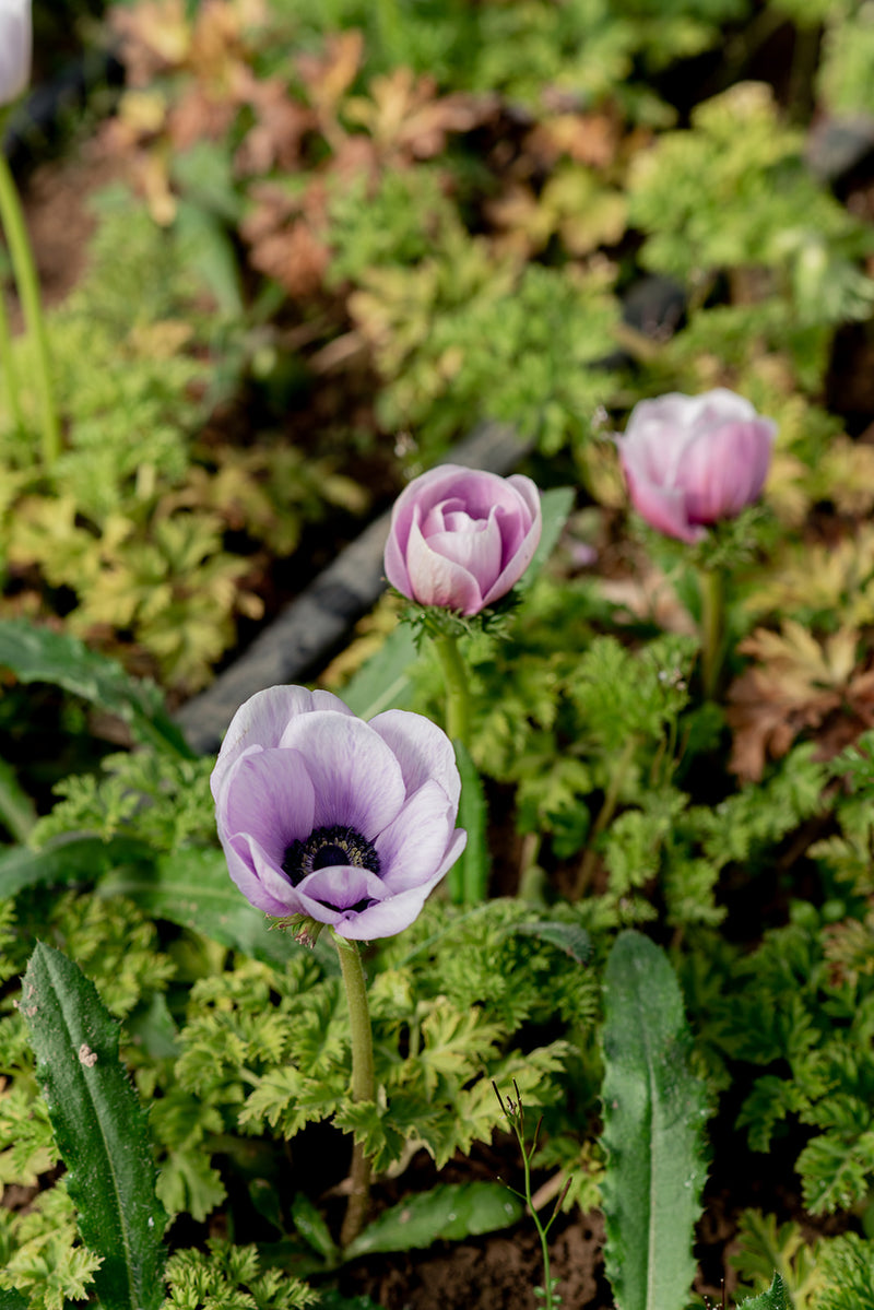 Anemone Corms