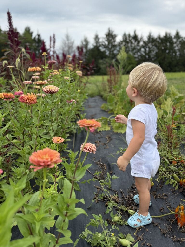 Toddler in the zinnias at Hidden Springs Flower Farm